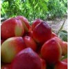 常年销售陕西大荔县大棚油桃，陆地油桃，中油5号油桃基地。
