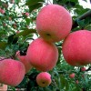 陕西红富士苹果，红富士苹果价格，红富士苹果产地。