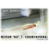 中央2介绍魔法鱼，杨艺的魔法鱼,13917870278