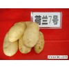 土豆种子2013秋季土豆种子价格