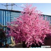 北京仿真许愿树出售 仿真桃花树价格13683512841