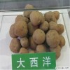 北京农科院土豆种子基地