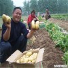 北京金农丰源土豆种子，种子价格